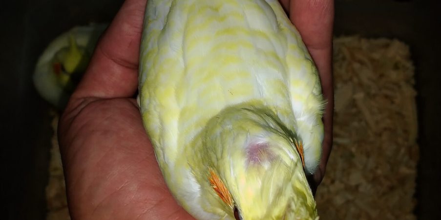 inbound2079573929528417848